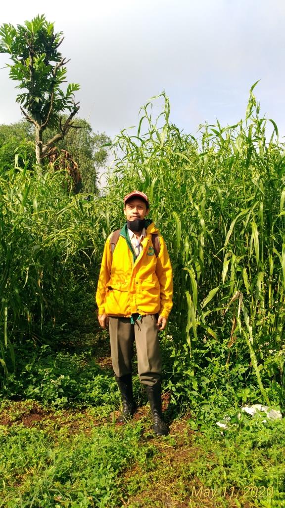 Tinggi Tanaman Hanjeli dibandingkan Tinggi Penelitinya